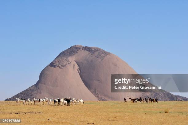 herd of goats in front of the aicha monolith in the flat desert, adrar region, mauritania - aicha stock-fotos und bilder