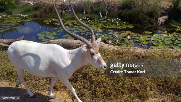 addax - addax stockfoto's en -beelden