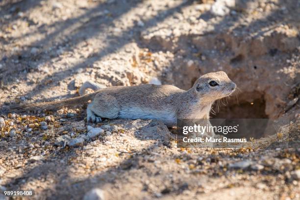 ground squirrel (xerina sp.) in front of hole, arizona, usa - arizona ground squirrel stock-fotos und bilder