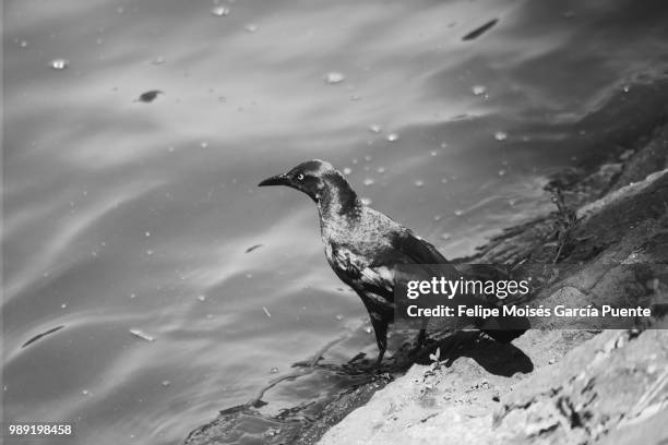 entre el cielo, la tierra y el agua - tierra imagens e fotografias de stock