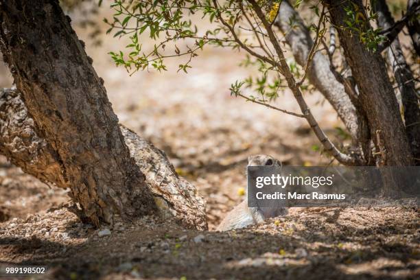 ground squirrel (xerina sp.) peeping out from hole in the ground, arizona, usa - arizona ground squirrel stock pictures, royalty-free photos & images