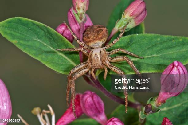crab spider (xysticus lanio), female lurking on honeysuckle flowers (lonicera sp.), baden-wuerttemberg, germany - arrowwood 個照片及圖片檔