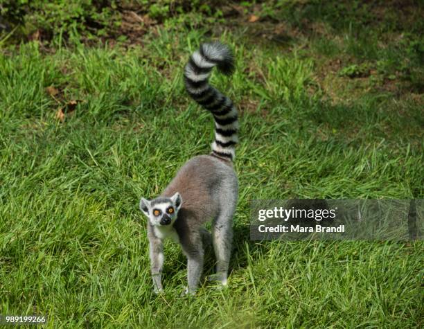 ring-tailed lemur (lemur catta) standing in the grass, captive - yellow eyes stock pictures, royalty-free photos & images