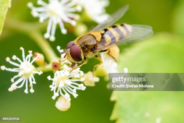 insekten - insekten foto e immagini stock