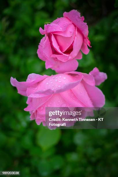 rain covered roses - fotografi ストックフォトと画像