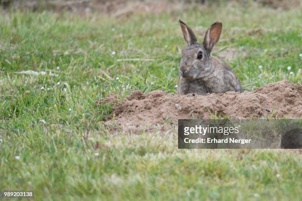 european rabbit (oryctolagus cuniculus) at the burrow, emsland, lower saxony, germany - rabbit burrow stock-fotos und bilder