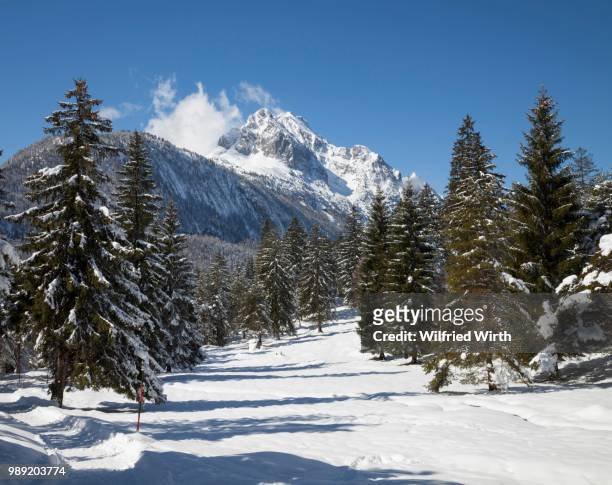 track through snowy pine forest, wetterstein mountains, near mittenwald, werdenfelser land, upper bavaria, bavaria, germany - werdenfels photos et images de collection