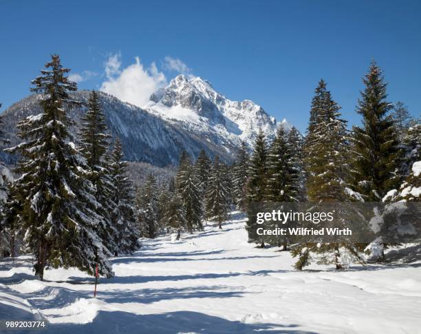 track through snowy pine forest, wetterstein mountains, near mittenwald, werdenfelser land, upper bavaria, bavaria, germany - werdenfelser land stock pictures, royalty-free photos & images