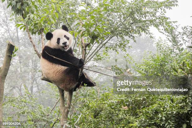 panda bear - reuzenpanda stockfoto's en -beelden