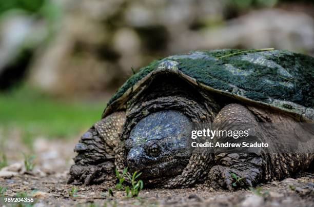 old mossback - snapping turtle stock pictures, royalty-free photos & images