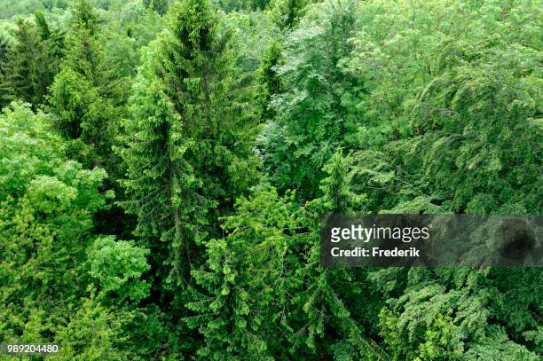 aerial view of a mixed forest, spruce (picea abies), beech (fagus sylvatica) and wild cherry (prunus avium), baden-wuerttemberg, germany - wild cherry tree - fotografias e filmes do acervo