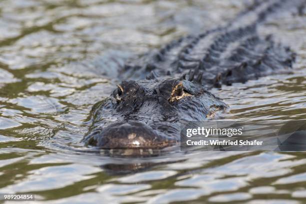 american alligator (alligator mississippiensis) swimming in water, everglades national park, florida, usa - alligator mississippiensis stock pictures, royalty-free photos & images