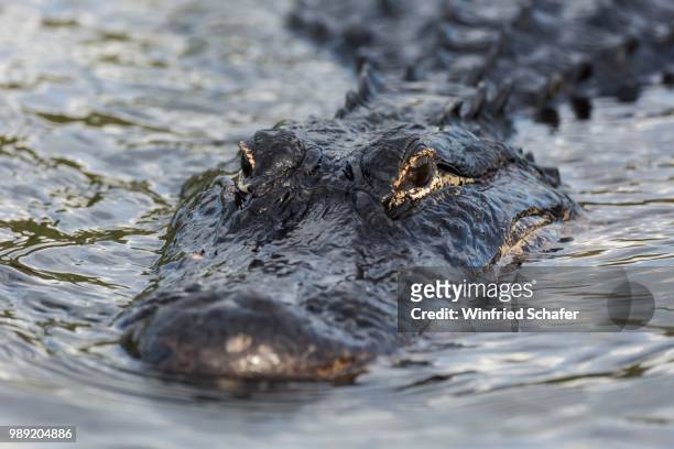 american alligator (alligator mississippiensis) swimming in water, everglades national park, florida, usa - alligator mississippiensis stock pictures, royalty-free photos & images