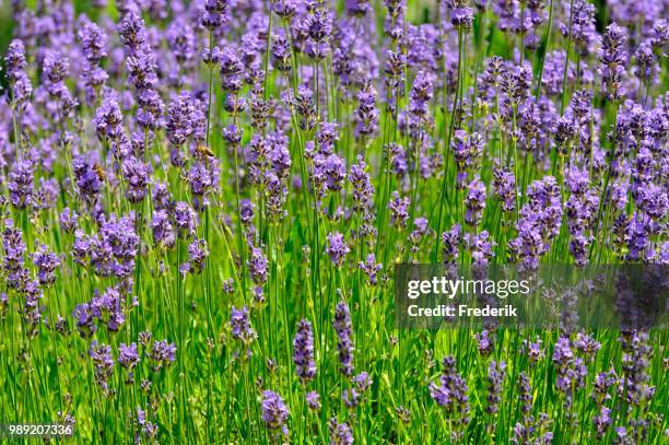 common lavender (lavandula angustifolia) - angustifolia bildbanksfoton och bilder