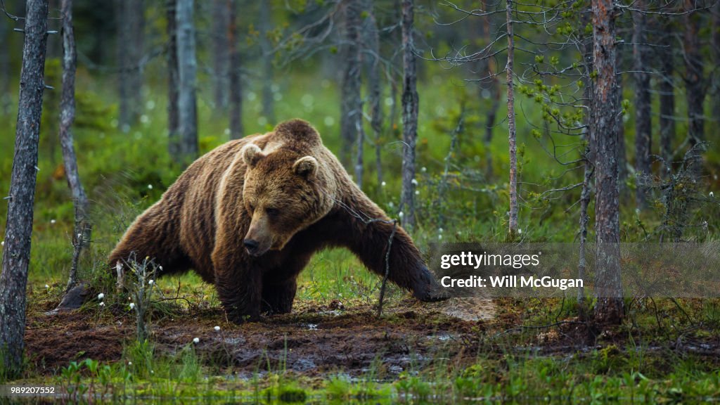 Bear hunting in forest, Finland