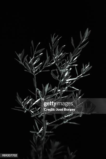 olive tree - bortes stock pictures, royalty-free photos & images