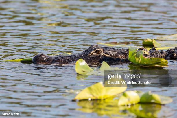 american alligator (alligator mississippiensis) in water, everglades national park, florida, usa - alligator mississippiensis stock pictures, royalty-free photos & images
