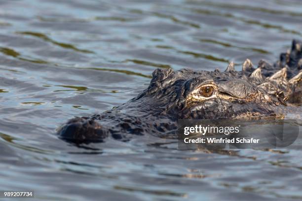 american alligator (alligator mississippiensis) in water, everglades national park, florida, usa - alligator mississippiensis stock pictures, royalty-free photos & images