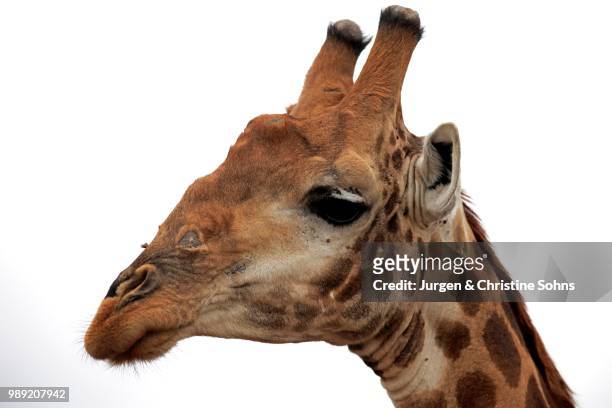 south african giraffe (giraffa camelopardalis giraffa), adult portrait, kruger national park, south africa - southern giraffe stock pictures, royalty-free photos & images