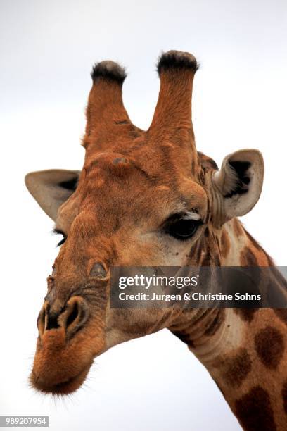 south african giraffe (giraffa camelopardalis giraffa), adult portrait, kruger national park, south africa - southern giraffe stock pictures, royalty-free photos & images