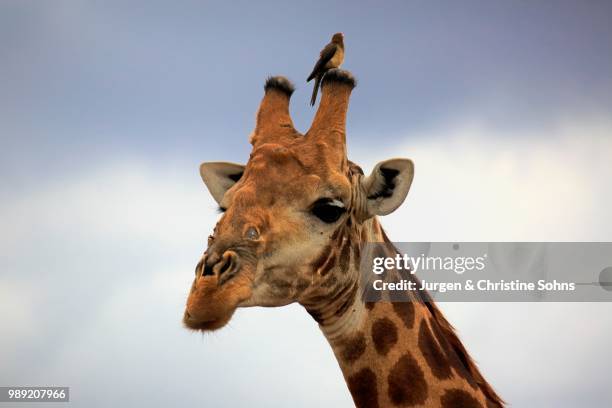 south african giraffe (giraffa camelopardalis giraffa), adult portrait with red-billed oxpecker (buphagus erythrorhynchus), kruger national park, south africa - picoteador de pico rojo fotografías e imágenes de stock