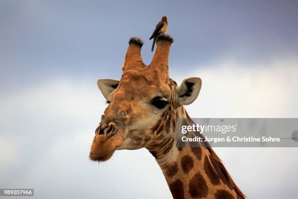 south african giraffe (giraffa camelopardalis giraffa), adult portrait with red-billed oxpecker (buphagus erythrorhynchus), kruger national park, south africa - girafa da áfrica do sul girafa - fotografias e filmes do acervo
