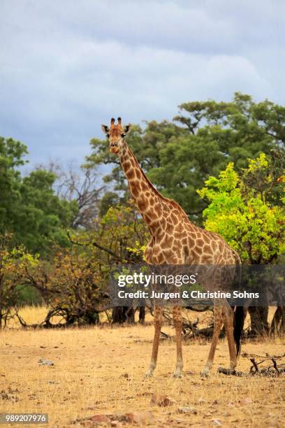 south african giraffe (giraffa camelopardalis giraffa), adult, kruger national park, south africa - southern giraffe stock pictures, royalty-free photos & images