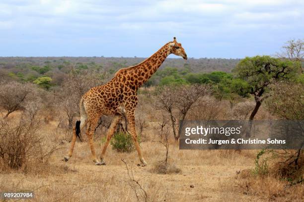 south african giraffe (giraffa camelopardalis giraffa), adult, kruger national park, south africa - southern giraffe stock pictures, royalty-free photos & images