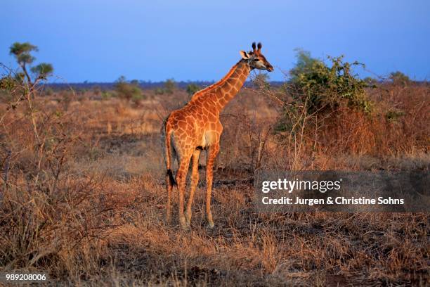 south african giraffe (giraffa camelopardalis giraffa), offspring, kruger national park, south africa - southern giraffe stock pictures, royalty-free photos & images