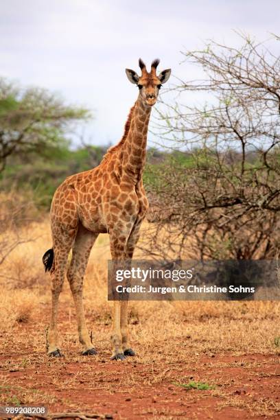 south african giraffe (giraffa camelopardalis giraffa), offspring, kruger national park, south africa - south african giraffe stock pictures, royalty-free photos & images