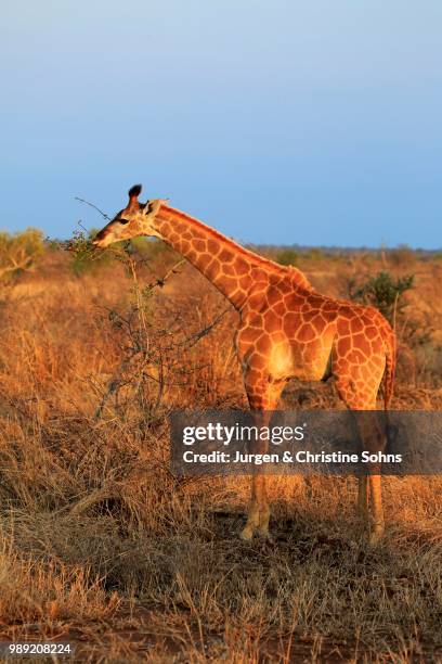 south african giraffe (giraffa camelopardalis giraffa), offspring feeding, kruger national park, south africa - south african giraffe stock pictures, royalty-free photos & images