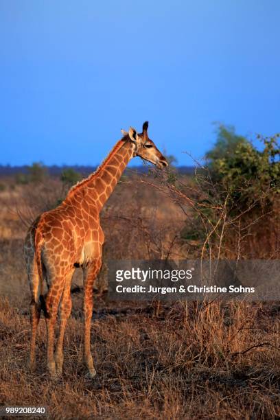 south african giraffe (giraffa camelopardalis giraffa), offspring feeding, kruger national park, south africa - south african giraffe stock pictures, royalty-free photos & images