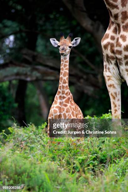 south african giraffe (giraffa camelopardalis giraffa), offspring, saint lucia estuary, isimangaliso wetland park, kwazulu-natal, south africa - southern giraffe stock pictures, royalty-free photos & images