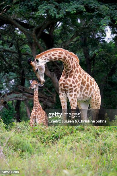 south african giraffe (giraffa camelopardalis giraffa), mother with young, saint lucia estuary, isimangaliso wetland park, kwazulu-natal, south africa - south african giraffe stock pictures, royalty-free photos & images