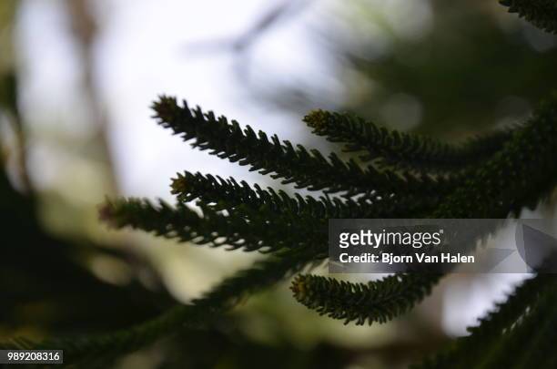 tropical pine - halten stock pictures, royalty-free photos & images