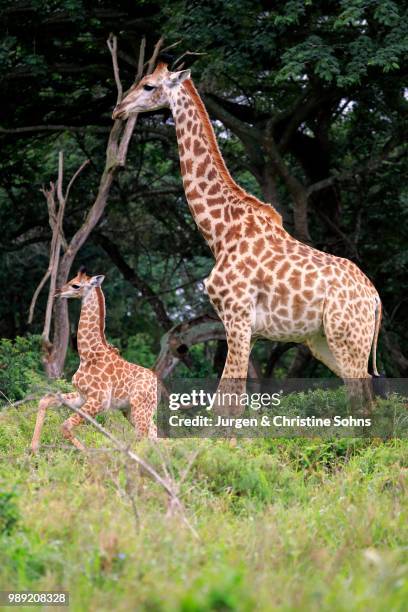 south african giraffe (giraffa camelopardalis giraffa), mother with young, saint lucia estuary, isimangaliso wetland park, kwazulu-natal, south africa - southern giraffe stock pictures, royalty-free photos & images