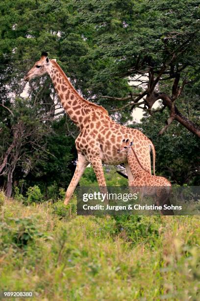 south african giraffe (giraffa camelopardalis giraffa), mother with young, saint lucia estuary, isimangaliso wetland park, kwazulu-natal, south africa - south african giraffe stock pictures, royalty-free photos & images