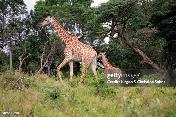 south african giraffe (giraffa camelopardalis giraffa), mother with young, saint lucia estuary, isimangaliso wetland park, kwazulu-natal, south africa - south african giraffe stock pictures, royalty-free photos & images