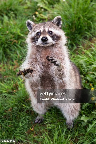 raccoon (procyon lotor), captive, saarland, germany - raccoon stock-fotos und bilder