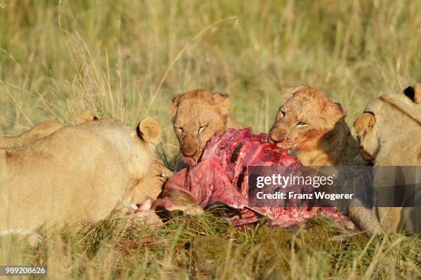 lionesses (panthera leo) with pups, feeding at the kill, masai mara national reserve, kenya - bloody lion stockfoto's en -beelden