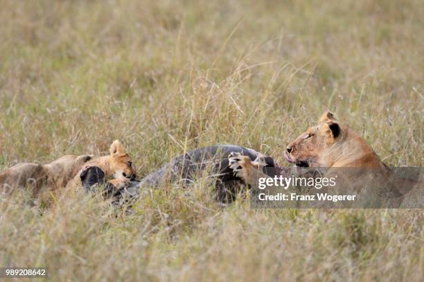 lionesses (panthera leo) at the kill, feeding on wildebeest carcass, masai mara national reserve, kenya - hartebeest stock pictures, royalty-free photos & images