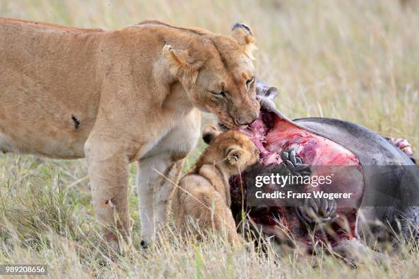 lioness (panthera leo) with young, at the kill, feeding on wildebeest carcass, masai mara national reserve, kenya - hartebeest foto e immagini stock