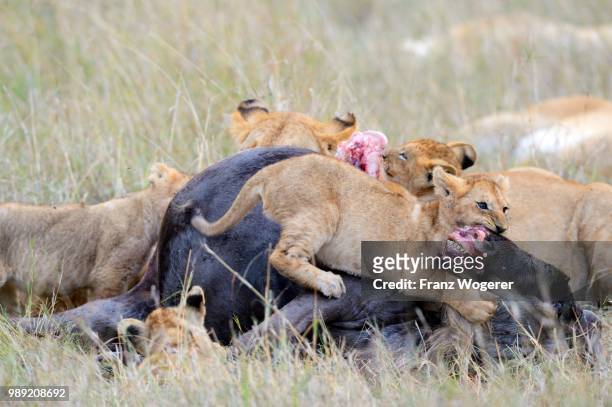 lions (panthera leo), lion family, at the kill, feeding on wildebeest carcass, masai mara national reserve, kenya - hartebeest stock pictures, royalty-free photos & images