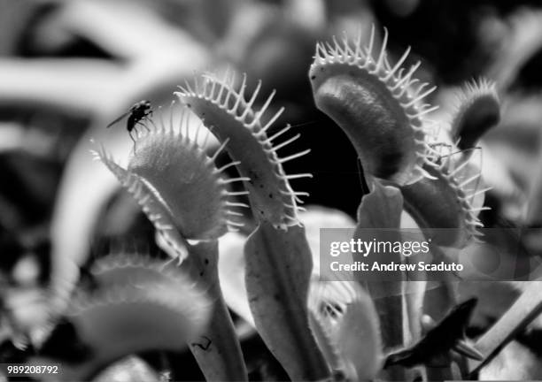 venus fly trapped - insektenfresser stock-fotos und bilder