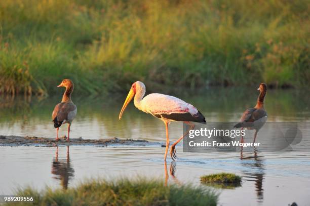 yellow-billed stork (mycteria ibis) foraging in a small pond, egyptian geese behind, evening light, south luangwa national park, zambia - ganso do egipto imagens e fotografias de stock