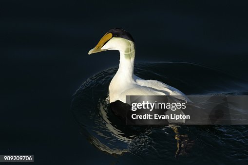Common Eider Common Eider