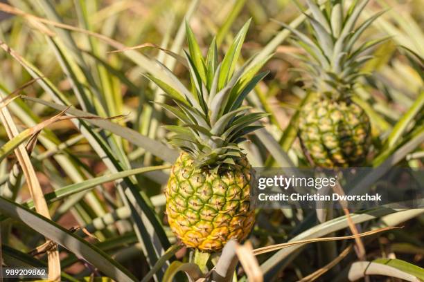 pineapple (ananas comosus), hawaii, usa - bromeliaceae stockfoto's en -beelden