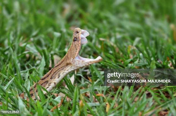 as the russell's viper yawns !! - yawning is contagious stock pictures, royalty-free photos & images