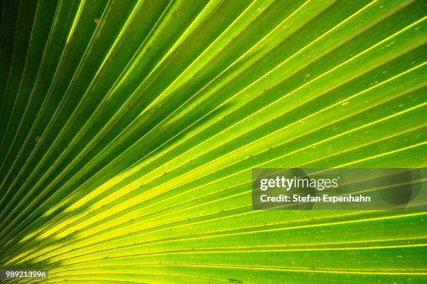 palm frond (arecaceae), cienfuegos province, cuba - fächerpalme stock-fotos und bilder