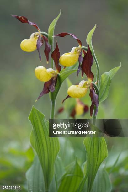 lady's slipper orchid (cypripedium calceolus), rothenstein, thuringia, germany - calceolus stock-fotos und bilder